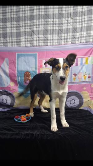 Lacey, Mixed Breed, puppy, available for adoption