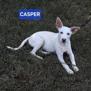 Casper, Hound / Mixed Breed, puppy, available for adoption