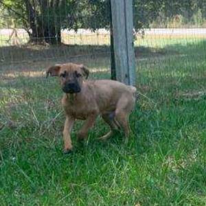 A brown puppy standing on grass near a wooden post