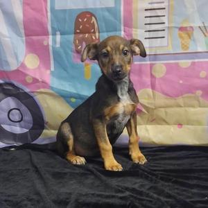 Gracie - MEET 11/2, Shepherd / Mixed Breed, young, available for adoption