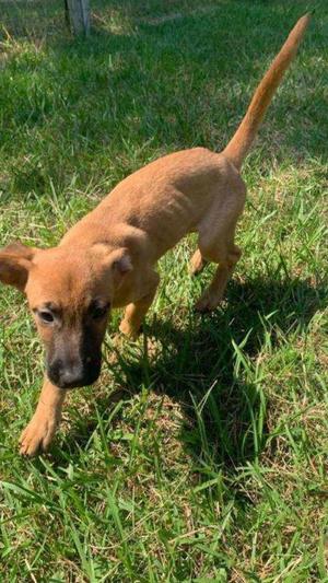 Kyle, Hound, puppy, available for adoption