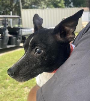 LEGS, Rat Terrier / Mixed Breed, adult, available for adoption