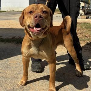 BUSCH JR, American Staffordshire Terrier / Mixed Breed, young, available for adoption