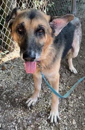 RUFUS, German Shepherd Dog, adult, available for adoption