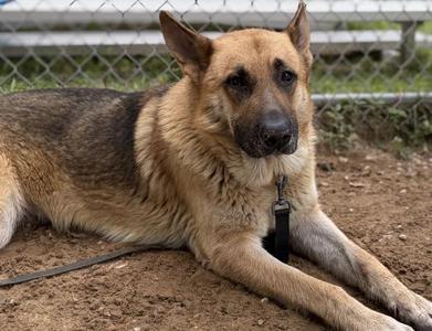 LEONARD, German Shepherd Dog, adult, available for adoption