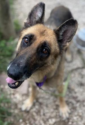 German Shepherd dog with its tongue out