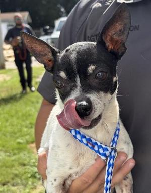 MUNCHKIN, Chihuahua / Mixed Breed, senior, available for adoption