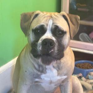 A close-up of a dog with a light brown and white coat, sitting in front of a green wall. The dog has a broad face with dark eyes and a black nose, and its ears are floppy. In the background, there is a blue bowl filled with dog food.