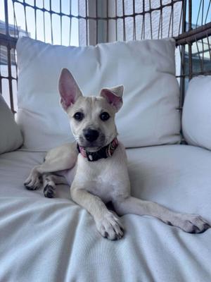 A small white dog with perked ears and a black collar is lying on a white cushioned chair. The dog is looking directly at the camera with a calm expression. The background includes a metal railing and a window with natural light coming through.