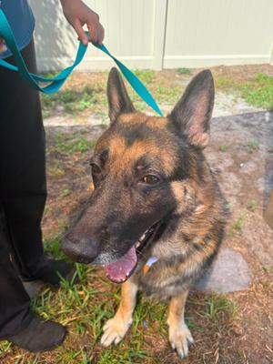 Bronx, German Shepherd Dog, senior, available for adoption