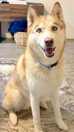 A light-colored husky dog with blue eyes and a black collar is sitting on a carpeted floor, looking up with its mouth open in a happy expression.