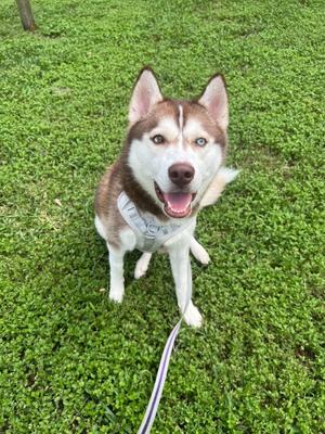 Ghost, Siberian Husky, young, available for adoption