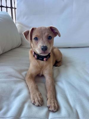 a small brown puppy with blue eyes lying on a white couch
