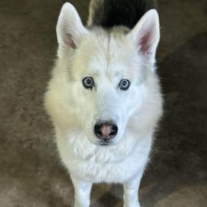 Thumper, Husky, senior, available for adoption