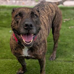 Nala, Pit Bull Terrier, senior, available for adoption