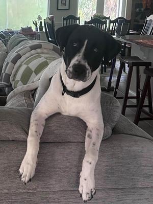A black and white dog lying on a gray couch
