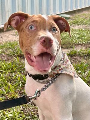 Cyrus, Mixed Breed, puppy, available for adoption