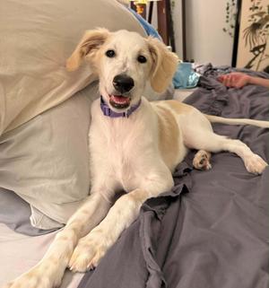 A light-colored dog with floppy ears lying on a bed, wearing a purple collar.