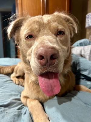 Buckley, Mixed Breed, young, available for adoption