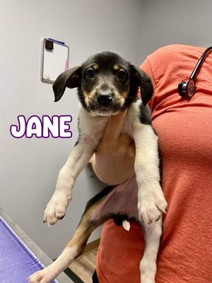 JANE, Collie, available for adoption