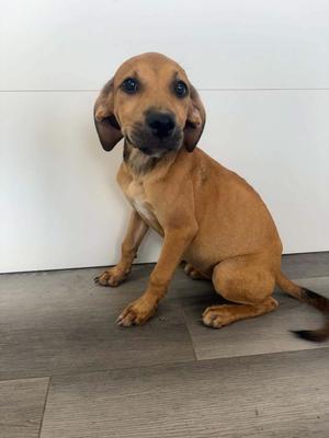 BRITTA, 31 Flavors Mixes, available for adoption