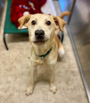 CORN, Labrador Retriever, available for adoption