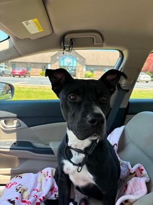 DRACO, Pit Bull Terrier, available for adoption