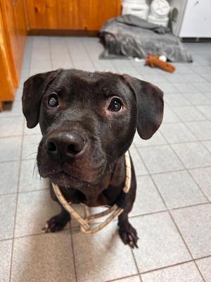 BUTTERCUP, Pit Bull Terrier, available for adoption