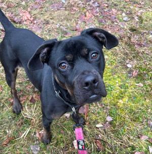 FREYA, Shepherds (All Types) / Terriers (Small), available for adoption