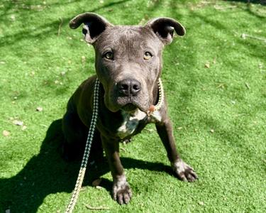 AVA, Pit Bull Terrier, available for adoption