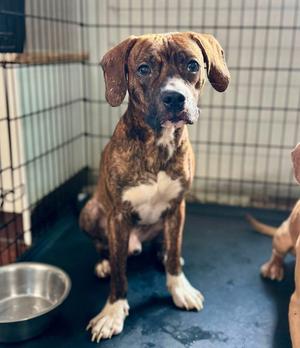 JETSAM, 31 Flavors Mixes, available for adoption