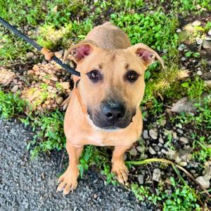 BELLA, 31 Flavors Mixes, available for adoption