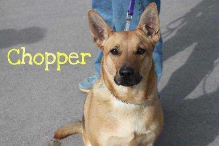 CHOPPER, German Shepherd Dog / Jack Russell Terrier, adult, available for adoption