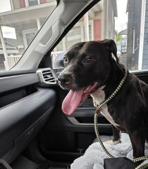 GRACIE, Pit Bull Terrier, available for adoption