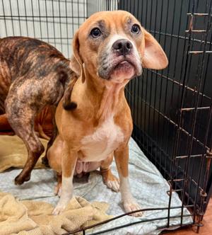 ANNA, 31 Flavors Mixes, available for adoption
