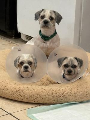 HOWIE, Shih Tzu, available for adoption