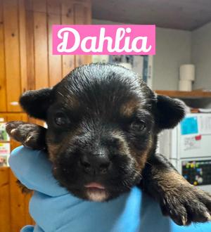 DAHLIA, Yorkie, Yorkshire Terrier, available for adoption