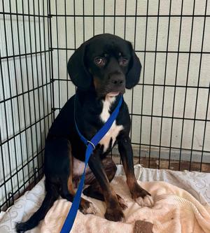 FLOTSAM, 31 Flavors Mixes, available for adoption