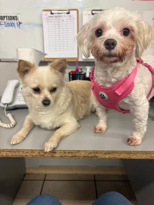 HUMPHREY, Maltese, available for adoption