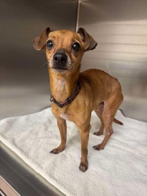 CRICKET, Dachshund, available for adoption