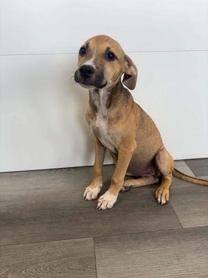BLAIRE, 31 Flavors Mixes, available for adoption