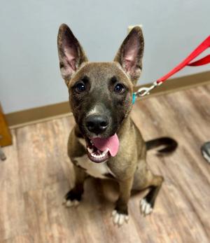 FRANKIE, Belgian Malinois, available for adoption