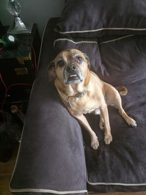 BAXTER, Pug, available for adoption