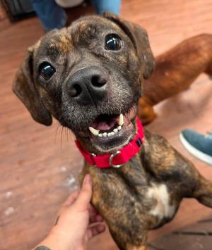 ELSA, 31 Flavors Mixes, available for adoption