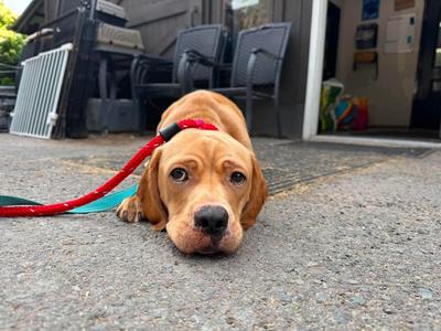 KIWI, 31 Flavors Mixes, available for adoption