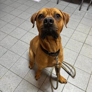 CHEWY, Pit Bull Terrier, available for adoption