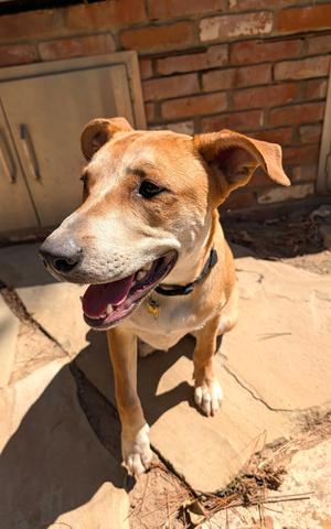Forrest, Pit Bull Terrier Mix, young, available for adoption