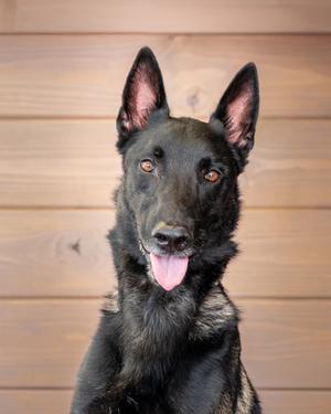 Chandler "Cochise", German Shepherd Dog and Belgian Malinois, adult, available for adoption