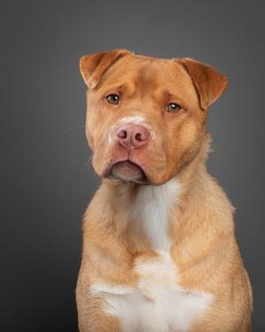 Firo, Chinese Sharpei Mix, young, available for adoption