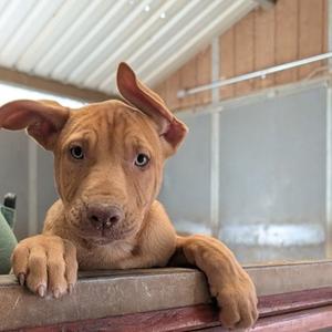 Kat, German Shepherd Dog Mix, young, available for adoption